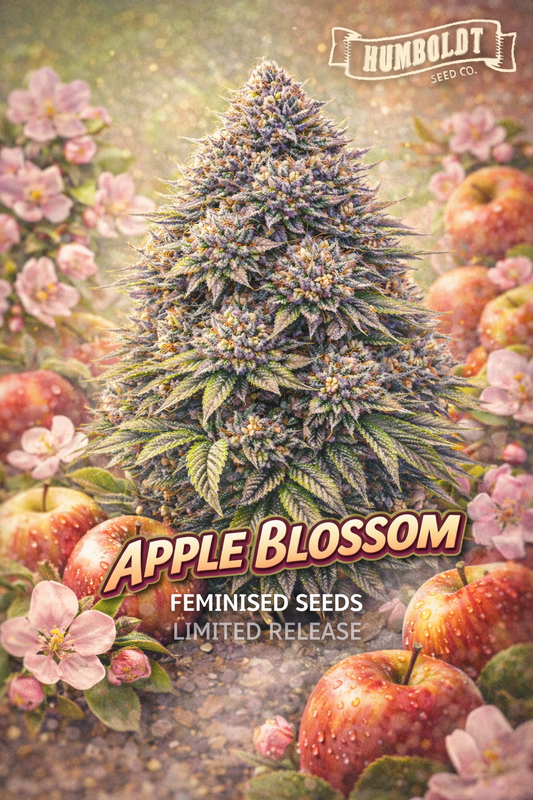 Apple Blossom Feminised Seeds product image showing a frosty purple-green cannabis plant surrounded by fresh red apples and pink apple blossoms, set against a warm orchard-style background with the Humboldt Seed Co. logo and bold Apple Blossom strain title.