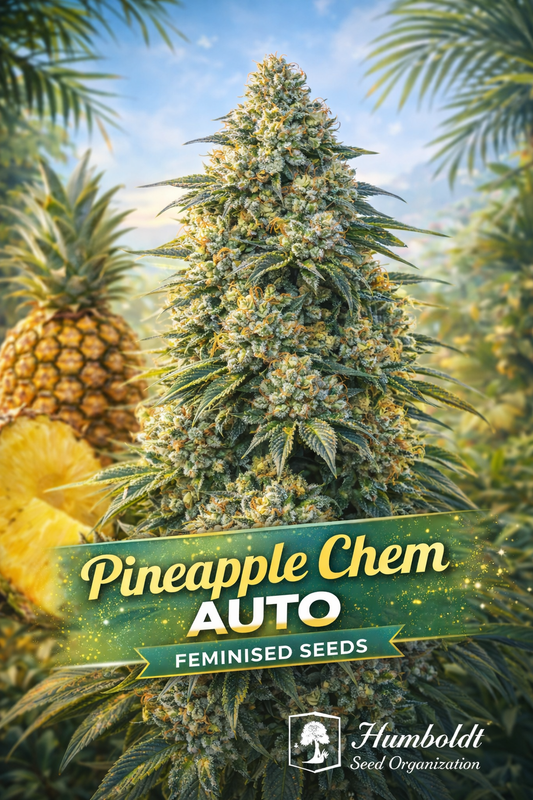 Pineapple Chem Auto Feminised cannabis plant with dense frosty yellow-green buds, tropical pineapple elements in the background, bold strain name text, and the Humboldt Seed Organization logo.