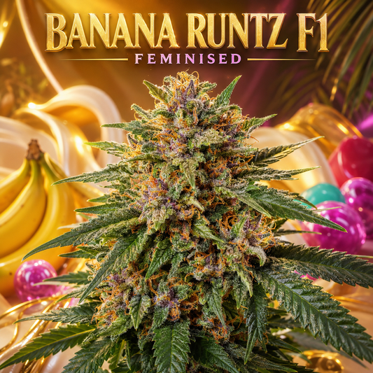 A large, frosty cannabis flower labeled 'BANANA RUNTZ F1 FEMINISED' in gold text at the top, set against a warm golden background with bananas and colorful decorative elements.
