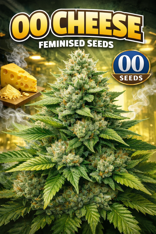 Advertising image of 00 Cheese Feminised Seeds by 00 Seeds, featuring a dense, frosty cannabis plant with bright green leaves and orange pistils, set against a warm yellow backdrop with subtle cheese-themed elements and the 00 Seeds logo.