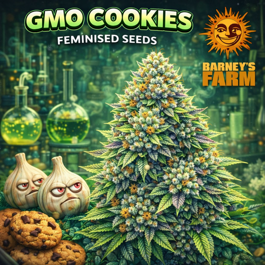 GMO Cookies Feminised Seeds by Barney’s Farm — high-detail cannabis artwork featuring dense frosty buds with multicoloured tones, stylised background and branded design, created for UK seed collectors.