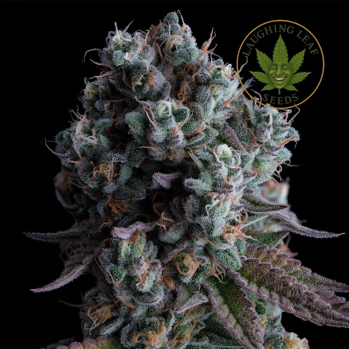 Dos Si Dos 33 Feminised - Barney's Farm - Collectible Botanical Beans