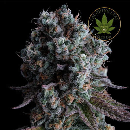 Dos Si Dos 33 Feminised - Barney's Farm - Collectible Botanical Beans