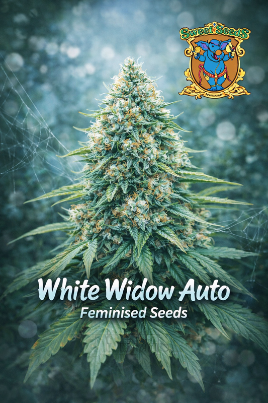 White Widow Auto cannabis plant promotional artwork with frosty white resin, thick buds, cool blue-green background with subtle web-like effects, Sweet Seeds logo, and bold strain name at the bottom