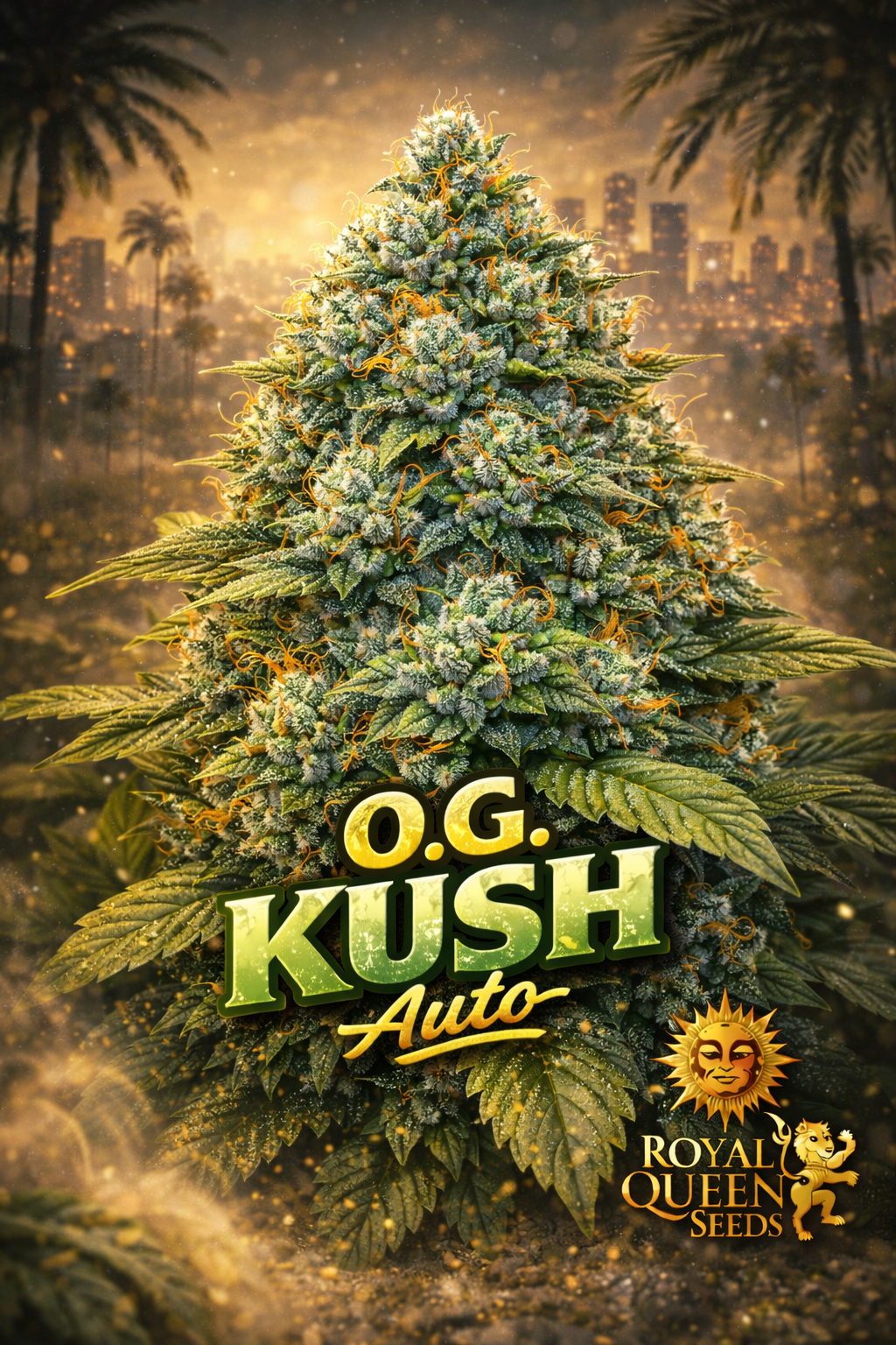 Hyper-realistic promotional artwork of “O.G. Kush Feminised Seeds – Royal Queen Seeds,” featuring a dense, frosty cannabis plant with bright green buds and vivid orange pistils, a warm golden cityscape background with palm silhouettes, bold green-and-gold strain name text, and the Royal Queen Seeds lion logo. No grow equipment shown.