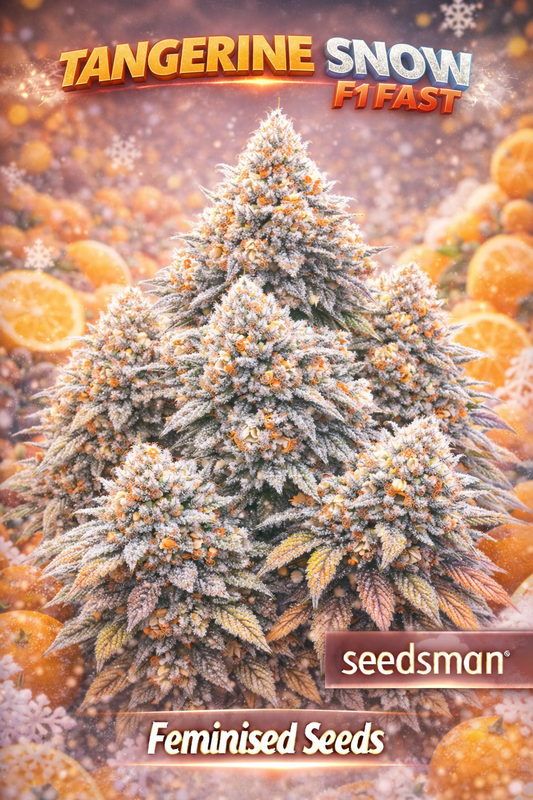 Hyper-realistic Tangerine Snow F1 Fast Feminised cannabis plant with a tall conical structure, heavy branching and dense frost-covered buds, vivid orange pistils, citrus fruit and snowflake background, featuring “Tangerine Snow F1 Fast – Feminised Seeds – Seedsman” branding.