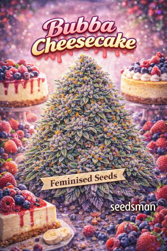 Hyper-realistic promotional artwork of “Bubba Cheesecake Feminised Seeds – Seedsman,” featuring a dense cannabis plant covered in thick frosty trichomes, purple-green buds, and bright orange pistils. The scene is heavily dessert-themed with cheesecake slices, berry toppings, and dripping fruit sauces surrounding the plant. Bold pink-and-cream “Bubba Cheesecake” text, a “Feminised Seeds” banner, and the Seedsman logo appear on the image. No grow equipment shown.