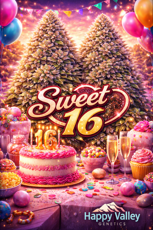 Hyper-realistic promotional artwork for Sweet 16 Feminised Seeds by Happy Valley Genetics, featuring two dense frosty cannabis plants framed by birthday-party decorations, with balloons, confetti, cakes, cupcakes, sweets, champagne glasses, bold Sweet 16 text, and the Happy Valley Genetics logo at the bottom.