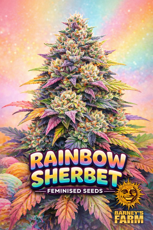“Rainbow Sherbet Feminised cannabis plant artwork with a vivid multi-coloured bud structure, rainbow gradient background, ice-cream-inspired colour theme, large ‘RAINBOW SHERBET’ text at the bottom, and small Barney’s Farm gold sun-logo in the corner.