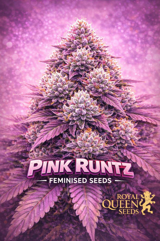 Hyper-realistic close-up of a frosty Pink Runtz cannabis plant with dense pink and purple buds and bright orange pistils, set against a glowing pink-purple bokeh background. Bold “Pink Runtz Feminised Seeds” text appears at the bottom with the Royal Queen Seeds logo.