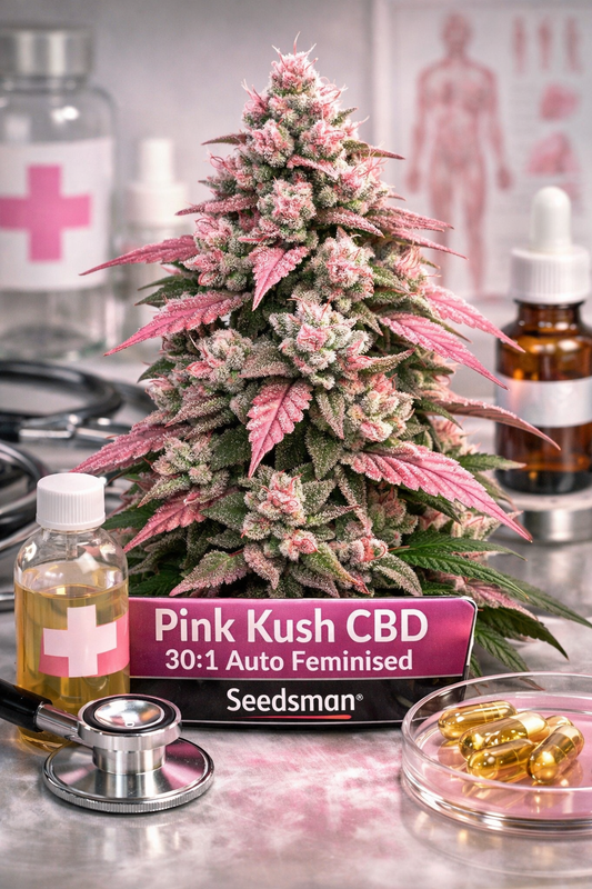 Pink Kush CBD 30:1 Auto Feminised cannabis plant by Seedsman, shown as a compact, pyramid-shaped autoflower with dense pink-tinted buds and frosty trichomes, photographed in a clean medical-themed studio setting with clinical props and soft anatomical background, featuring clear strain name branding and CBD-focused visual presentation.