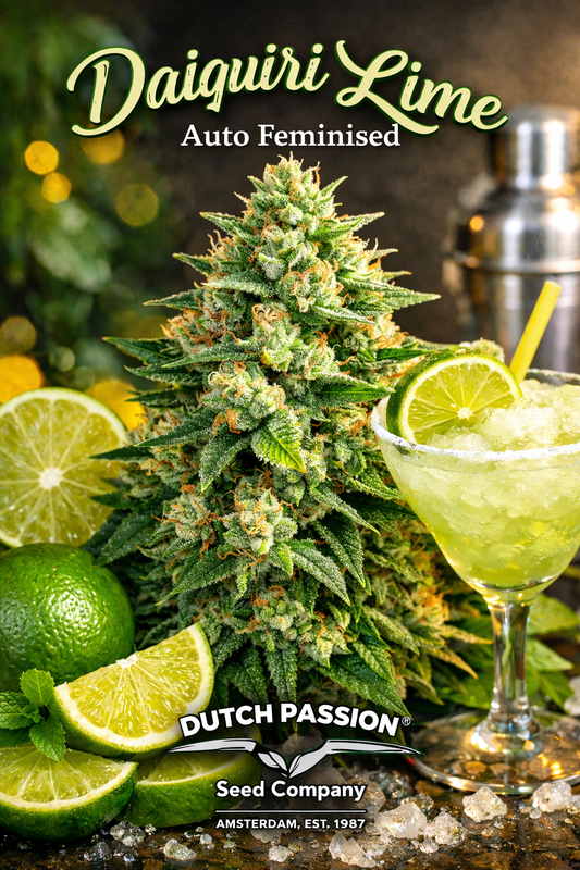 Super-realistic Daiquiri Lime Auto Feminised cannabis plant with dense lime-green buds, frosty trichomes, fresh lime slices, and branded “Daiquiri Lime – Auto Feminised – Dutch Passion” text in a bright citrus-themed layout.