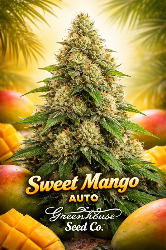 Super-high-definition product image of Sweet Mango Auto Feminised cannabis seeds by Greenhouse Seed Co., shown as a dense central cola photographed straight-on against a warm tropical backdrop with subtle mango colour accents and branded strain name and breeder logo.