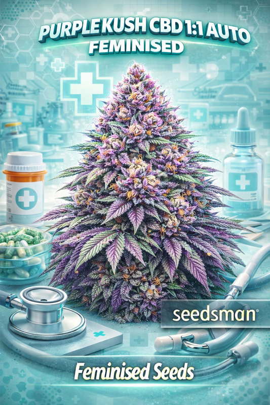 Hyper-realistic Purple Kush CBD 1:1 Auto Feminised cannabis plant with dense purple buds and frosty trichomes, surrounded by medical-themed elements including stethoscope, pill bottle, capsules, and CBD dropper, set against a teal clinical background with medical cross symbols and “Purple Kush CBD 1:1 Auto – Seedsman” branding.