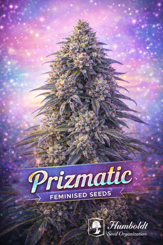 Prizmatic Feminised cannabis plant with dense frosty buds and multicoloured hues, set against a sparkling prism-style gradient background with bold strain branding and the Humboldt Seed Organization logo.