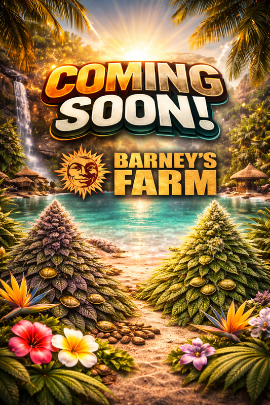 Garlic Cookies Feminised Seeds – Barney's Farm – Coming Soon Placeholder Image