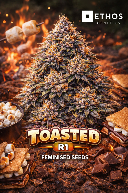 Hyper-realistic promotional artwork for Toasted R1 Feminised Seeds by Ethos Genetics, featuring a dense, frosty cannabis plant silhouette with warm orange and purple tones, set against a realistic campfire scene with toasted marshmallows, s’mores and embers, with bold strain text and the Ethos Genetics logo displayed.