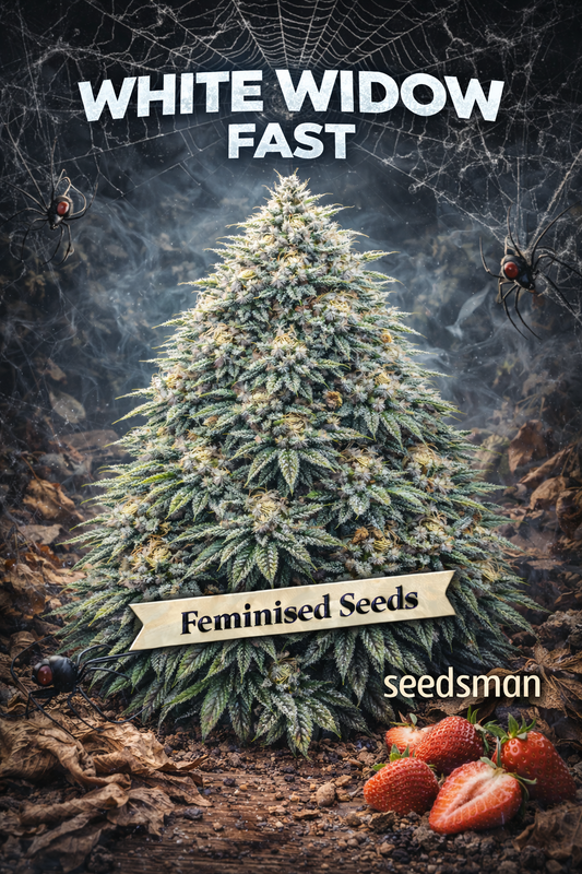 Hyper-realistic promotional artwork of “White Widow Fast Feminised Seeds – Seedsman,” featuring a dense cannabis plant with pale green buds, thick frosty trichomes, and bright orange pistils. The background is a dark forest floor with realistic spider webs and black widow spiders, adding to the White Widow theme. Bold white “White Widow Fast” text appears at the top, with a “Feminised Seeds” banner and the Seedsman logo at the bottom. No grow equipment shown.