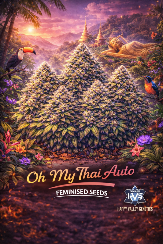 A realistic Oh My Thai Auto cannabis plant cluster surrounded by tropical flowers, birds, and a Thai temple scene, with the strain name and Happy Valley Genetics logo visible.