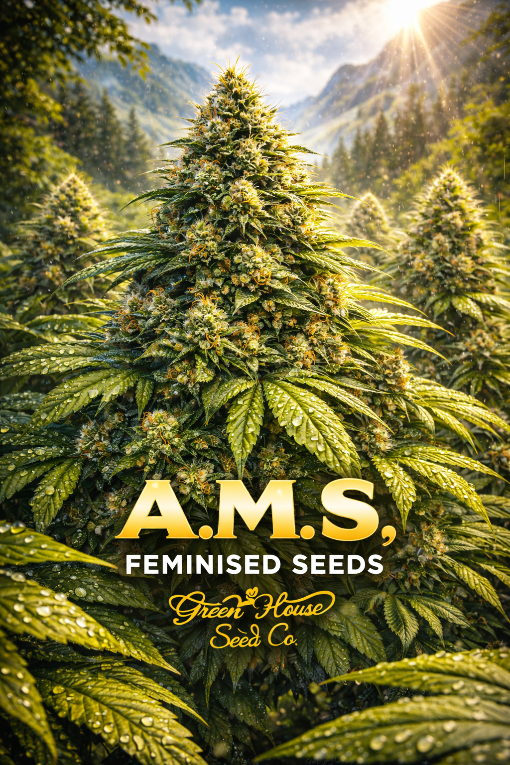 Portrait image of A.M.S. feminised cannabis plants by Green House Seed Co. with dense multi-site bud development, glistening trichomes after rain, set in a bright mountain landscape with centred bottom text and breeder logo