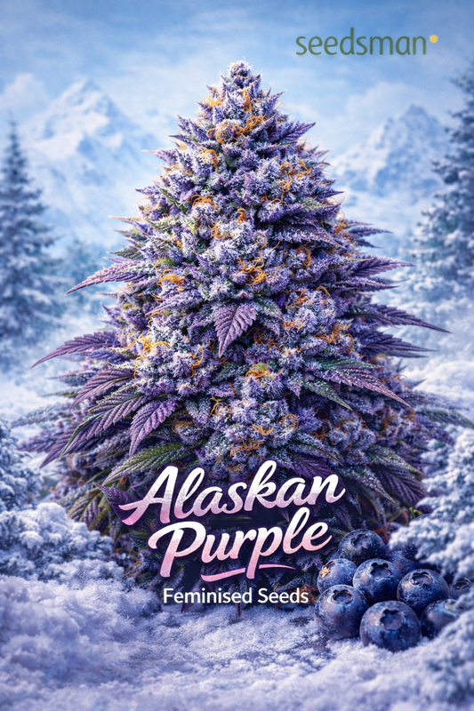 alaskan purple cannabis plant with frosty purple buds and orange pistils in a snowy mountain landscape with blueberries in the foreground and the seedsman logo
