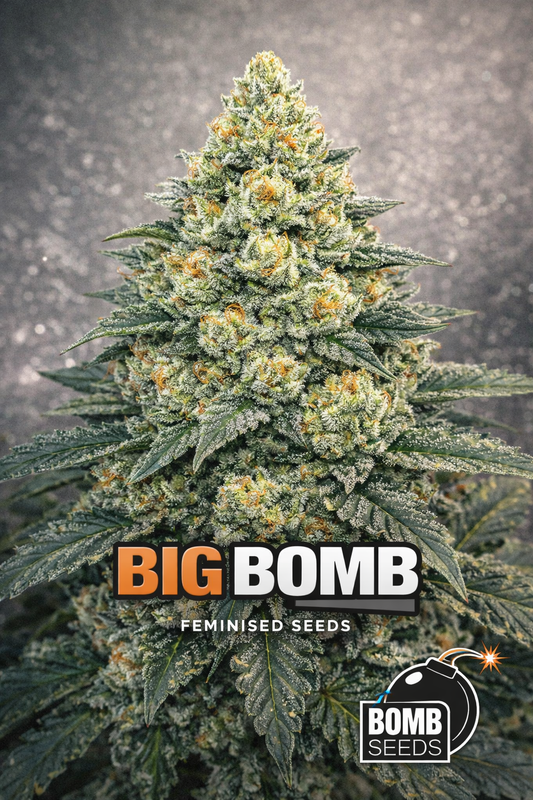 A stylised Big Bomb cannabis plant artwork with dense, explosive-looking buds covered in heavy trichomes, displayed against a dramatic dark-to-red gradient background. Bold “Big Bomb Feminised Seeds” text appears at the bottom, with the Bomb Seeds logo positioned on the lower right.