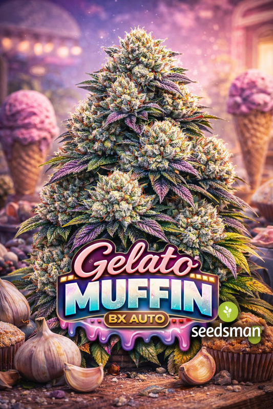 gelato 41 bx auto feminised seeds by seedsman hyper realistic cannabis plant image with frosty colourful buds dessert inspired gelato themed background unique branching bold strain name styling and seedsman logo