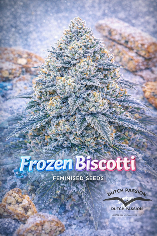 Frozen Biscotti Feminised Seeds – Dutch Passion