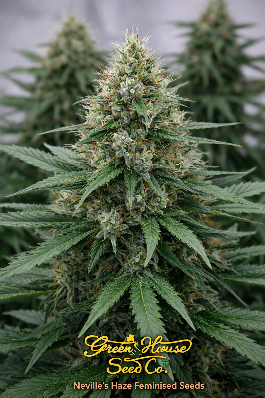 Ultra-high-definition product image of Neville’s Haze Feminised cannabis seeds by Greenhouse Seed Co., featuring a tall, slender haze-style plant with elongated branching, narrow leaves, and multiple resin-coated colas, photographed straight-on in a soft studio setting, with the strain name and Greenhouse Seed Co. breeder logo clearly centred at the bottom of the image.