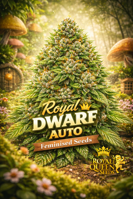 Hyper-realistic promotional artwork of “Royal Dwarf Auto Feminised Seeds – Royal Queen Seeds,” showing a compact, dense cannabis plant with frosty trichomes, bright orange pistils, and lush green leaves. The background features a whimsical dwarf-style garden with oversized mushrooms and tiny wooden doors. Bold gold-and-white “Royal Dwarf Auto” text, a “Feminised Seeds” banner, and the Royal Queen Seeds lion logo are included. No grow equipment shown.