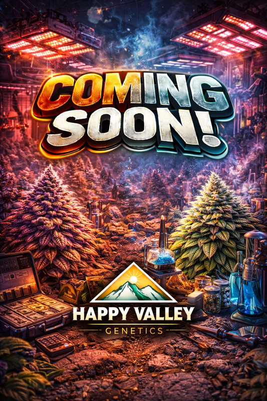 Shortcut Auto Feminised Seeds – Happy Valley Genetics – Happy Valley Genetics cannabis seeds (coming soon)