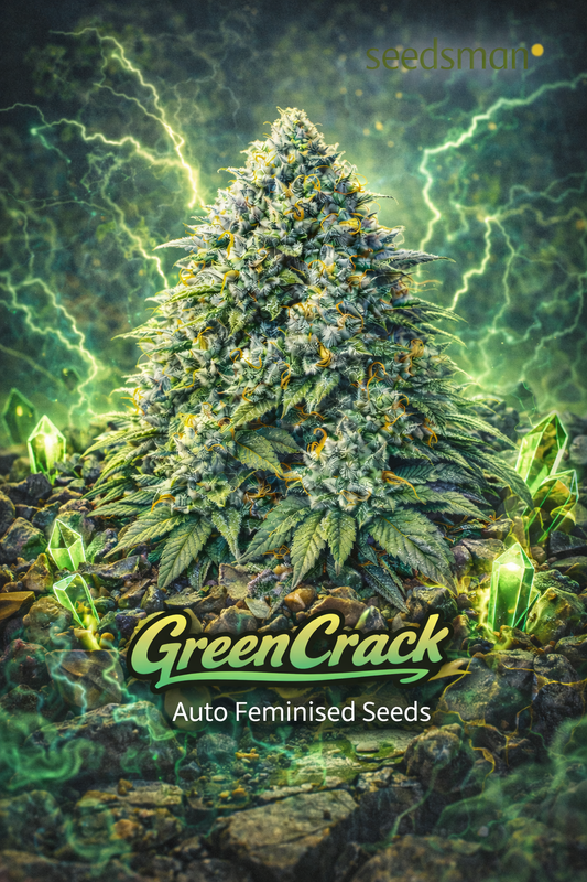 green crack auto feminised seeds artwork featuring a frosty cannabis plant with electric green lightning, glowing crystals and a cracked rocky ground theme with seedsman logo