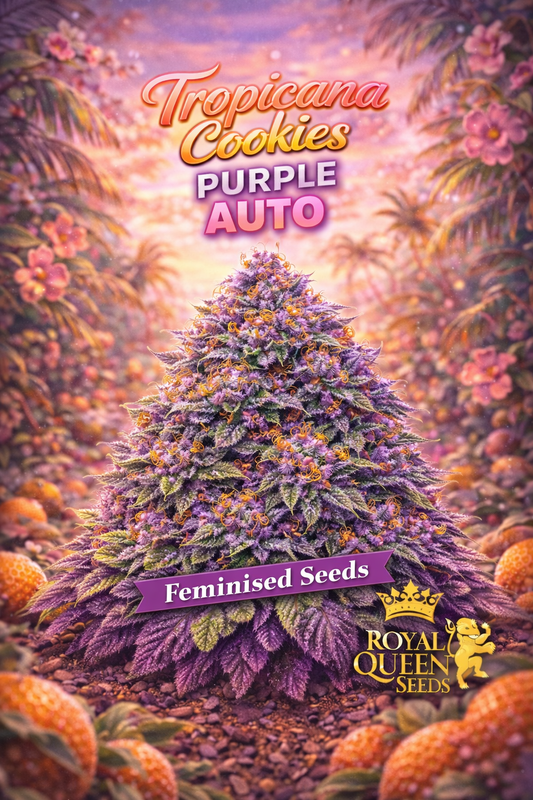 Hyper-realistic promotional artwork of “Tropicana Cookies Purple Auto Feminised Seeds – Royal Queen Seeds,” featuring a dense purple cannabis plant with frosty trichomes, bright orange pistils, and lush purple-green leaves. The background shows a tropical sunset scene with palm trees and hibiscus flowers, along with subtle orange-like fruit cues matching the strain theme. Bold multi-coloured strain name text, a “Feminised Seeds” banner, and the Royal Queen Seeds lion logo are included. No grow equipment sho