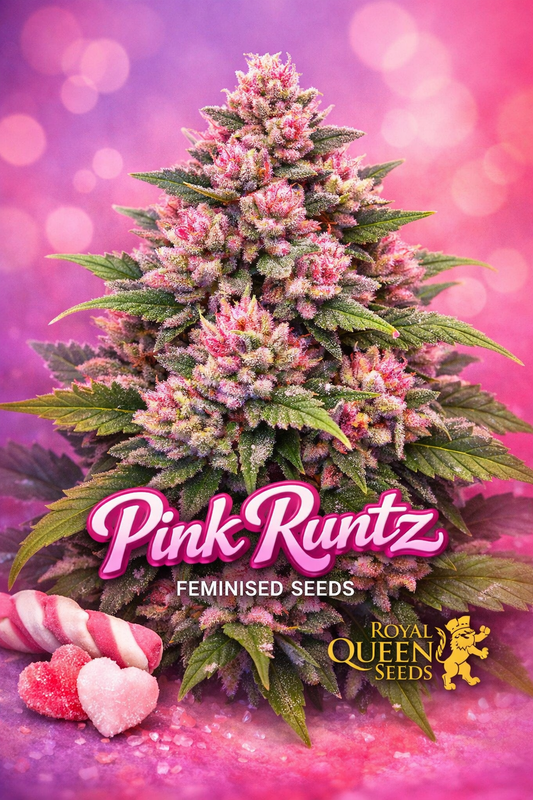 Pink Runtz cannabis plant with dense frosty pink and purple buds, vibrant green leaves, and a soft pink-purple gradient background, featuring the Pink Runtz strain name in bold pink lettering and the Royal Queen Seeds logo at the bottom.