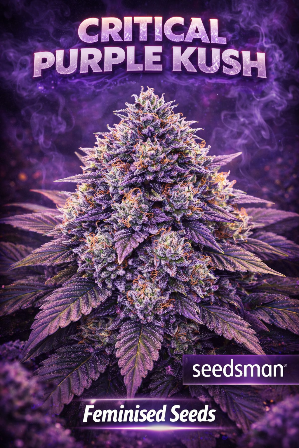 Hyper-realistic Critical Purple Kush Feminised cannabis plant with dense purple buds coated in frosty trichomes, orange pistils, and a glowing purple smoke backdrop, featuring “Critical Purple Kush – Feminised Seeds – Seedsman” branding.