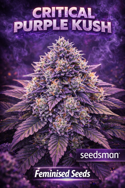 Hyper-realistic Critical Purple Kush Feminised cannabis plant with dense purple buds coated in frosty trichomes, orange pistils, and a glowing purple smoke backdrop, featuring “Critical Purple Kush – Feminised Seeds – Seedsman” branding.