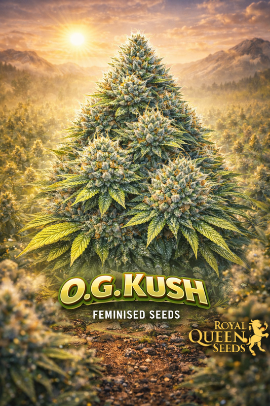 O.G. Kush Feminised Seeds – Royal Queen Seeds — hyper-realistic cannabis plant with dense frosty buds and orange pistils, set against a warm golden sunset landscape with soft haze and distant mountains; lush green tones dominate the scene; bold O.G. Kush text at the bottom with the Royal Queen Seeds gold lion logo; no repeated props or cultivation imagery.