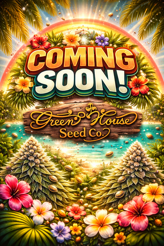 Pure Kush Feminised Seeds – Greenhouse Seed Co. – Coming Soon Placeholder Image