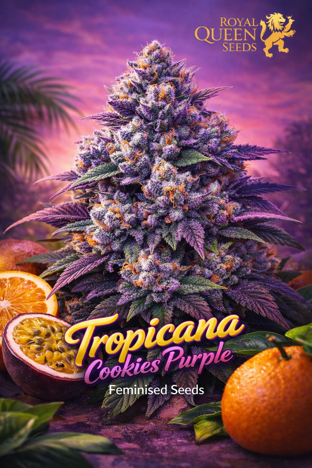 tropicana cookies purple cannabis plant with dense frosty purple buds and orange pistils surrounded by tropical fruits in a sunset-themed purple background with royal queen seeds logo