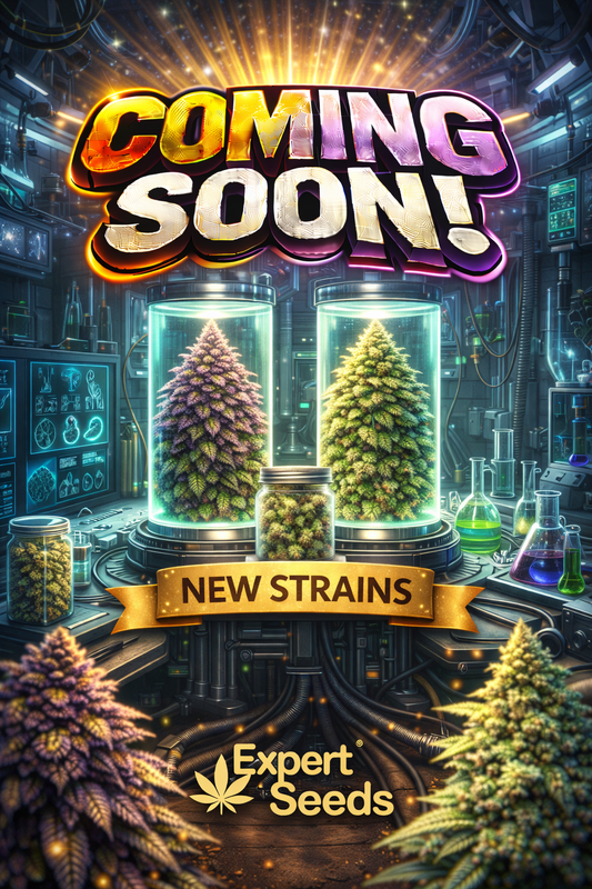 Gorilla Banana Feminised Seeds – Expert Seeds – Expert Seeds cannabis seeds (coming soon)