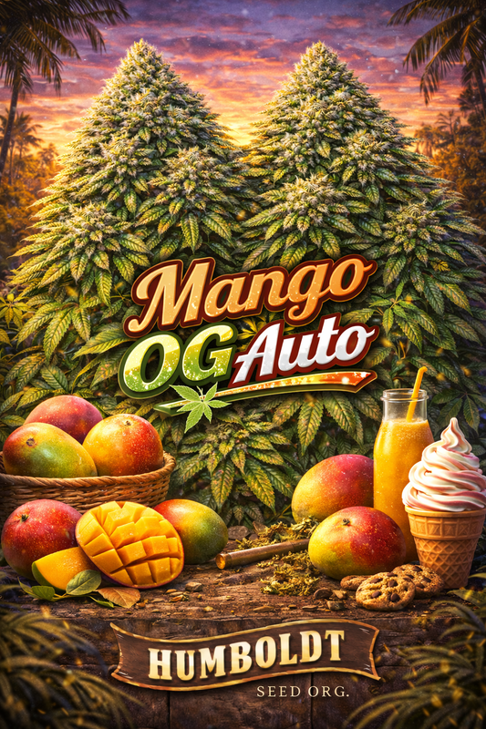 Hyper-realistic promotional artwork for Mango OG Auto Feminised Seeds by Humboldt Seed Org., featuring two large frosty cannabis plants with dense green buds and abundant fan leaves, set against a vivid tropical sunset, surrounded by ripe mangoes, sliced mango cubes, mango juice, a soft-serve cone, cookies, bold strain text, and the Humboldt Seed Org. logo at the bottom.