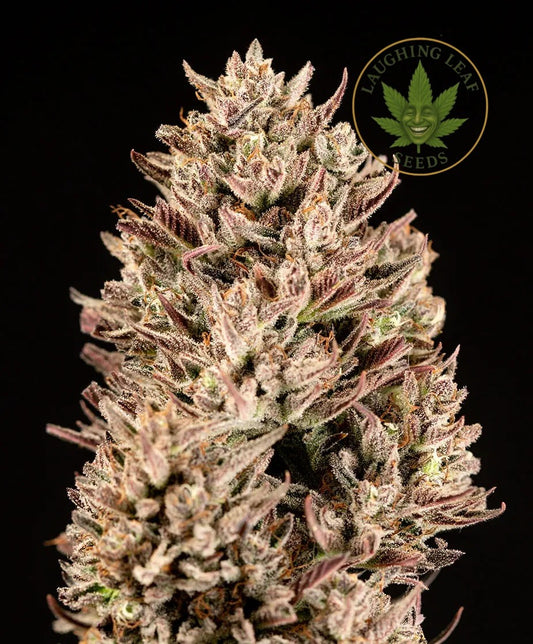 GMO Auto Feminised - Barney's Farm - Collectible Botanical Beans