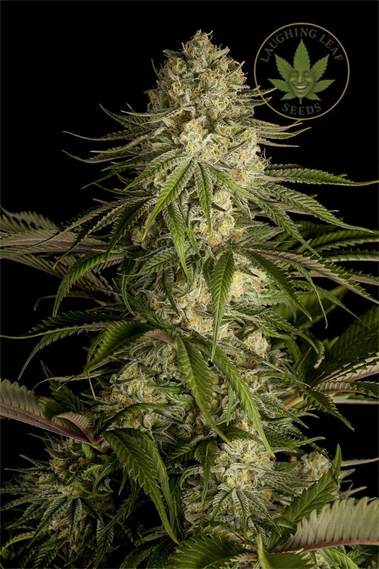 Critical Kush Feminised Seeds - Barney's Farm - Collectible Botanical Beans