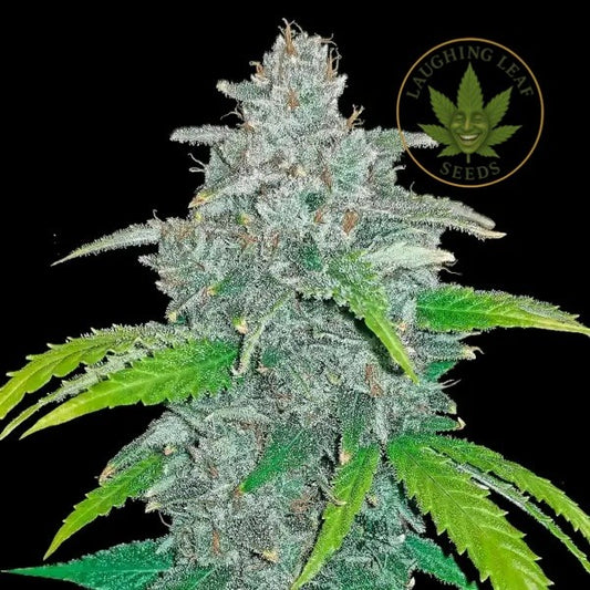 LSD Auto Feminised - Barney's Farm - Collectible Botanical Beans