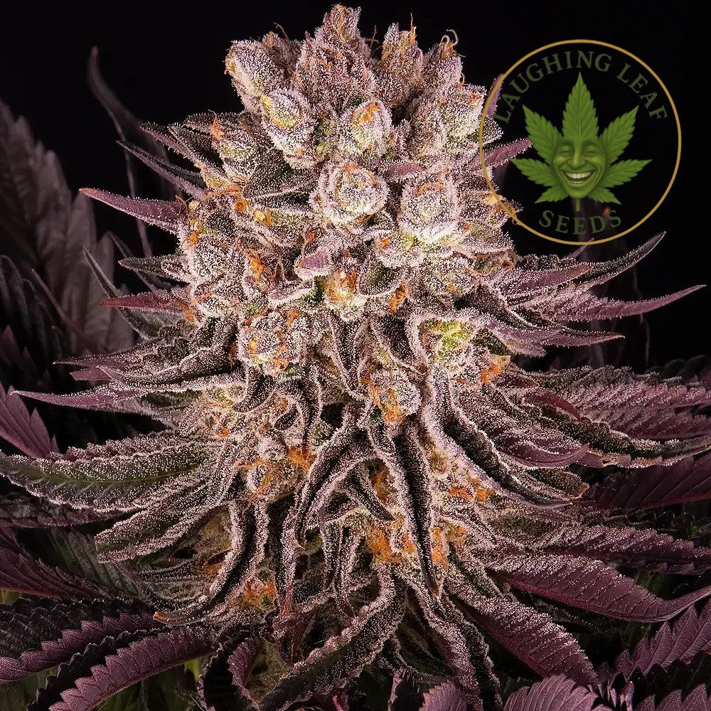 Mimosa x Orange Punch Auto Feminised - Barney's Farm - Collectible Botanical Beans