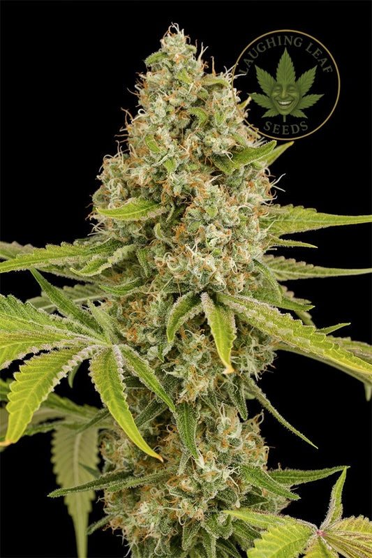 OG Kush Feminised - Barney's Farm - Collectible Botanical Beans