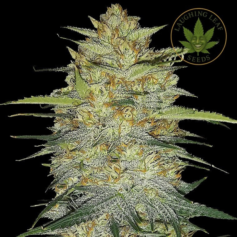 OG Kush Auto Feminised - Barney's Farm - Collectible Botanical Beans