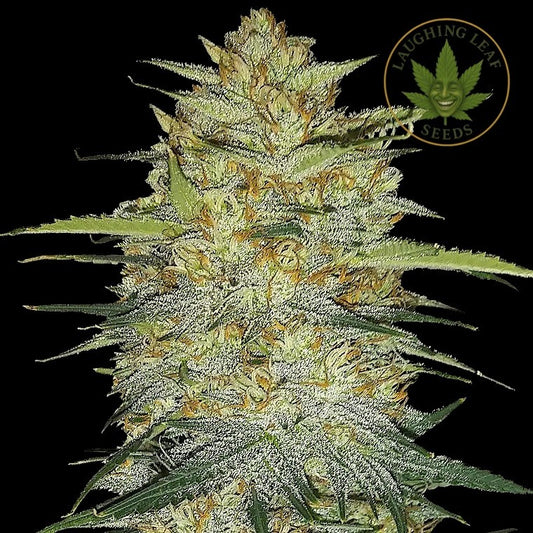 OG Kush Auto Feminised - Barney's Farm - Collectible Botanical Beans