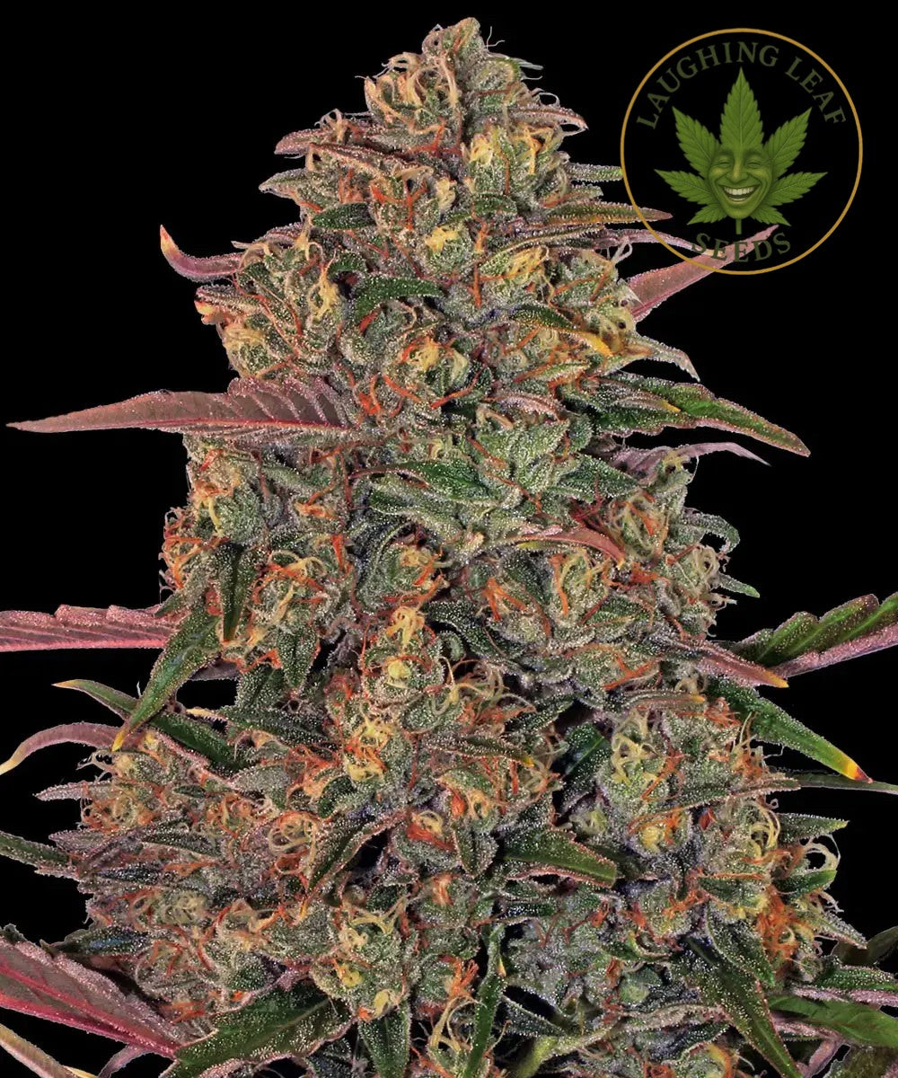 Pineapple Chunk Feminised - Barney's Farm – Collectible Botanical Beans