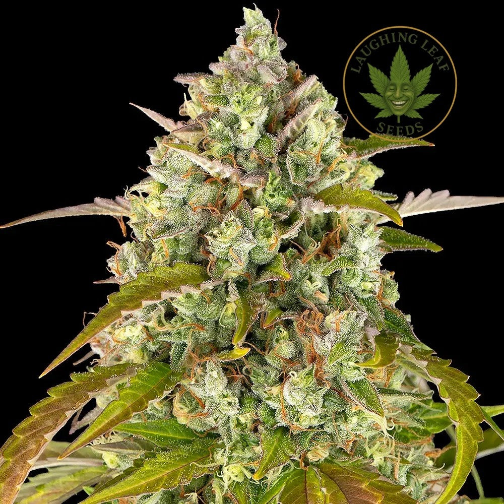 Pineapple Express Auto Feminised - Barneys Farm - Collectible Botanical Beans